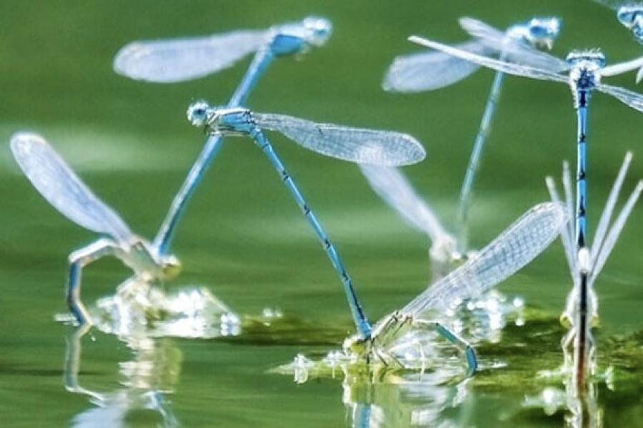 What If Governments Thought - Like a Dragonfly?