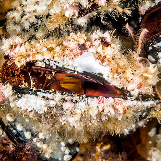 Nature’s Silent Guardians: - Clams Protecting Our Water